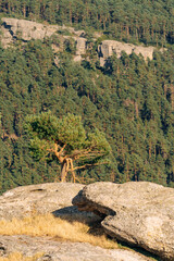 Fototapete bei efototapeten.de bestellen   