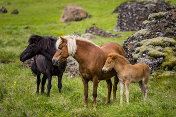 Obraz premium Icelandic horses in the scenic nature landscape of Iceland. The Icelandic horse is a breed of horse developed in this country