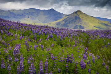 Beautiful summer scenery. Splendid morning view of iconic church - Ingjaldsholl. Incredible summer scene of Iceland with field of blooming lupine flowers and snowy peaks on background