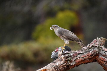 Gavilan en el bosque con una presa
