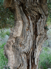 Trunks of centuries-old olive trees. Olea europaea