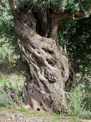 Trunks of centuries-old olive trees. Olea europaea