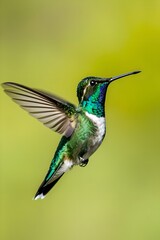 Fototapeta premium Vividly Colored Hummingbird