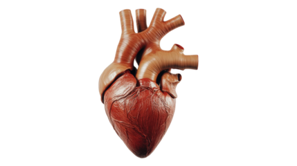 Human Heart Anatomy Detailed isolated on a transparent background