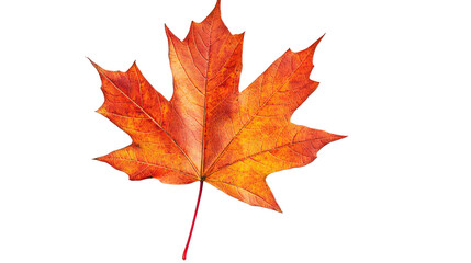 Obraz premium Maple Leaf Autumn Colors isolated on a transparent background