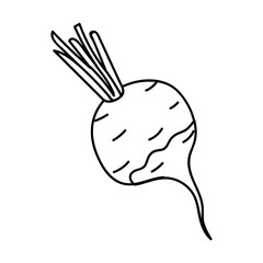 Radish with green tops highlighted in a simple sketch showcasing fresh vegetable details