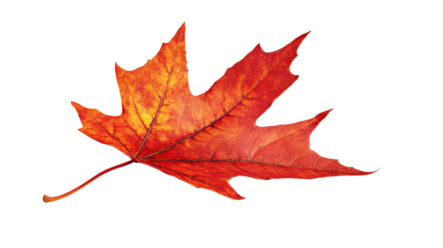 Red Maple Leaf isolated on a transparent background
