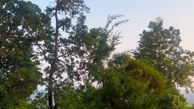 trees in the forest, treen in woods of Jharkhand, India, Indian forest, outdoor scenery 