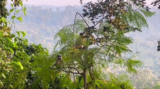 Indian Monkey on tree, Langur in the forest, monkeys in forest of Jharkhand