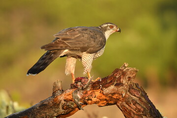 azor con presa en el bosque
