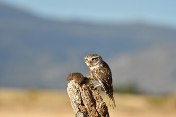 mochuelo en el campo