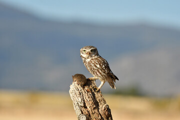 mochuelo en el campo
