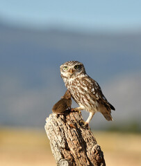mochuelo en el campo