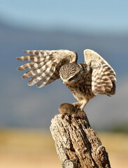 mochuelo en el campo