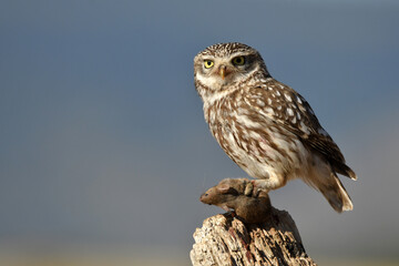 mochuelo en el campo