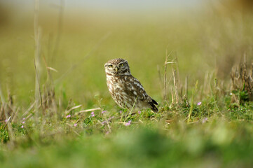 mochuelo en el campo