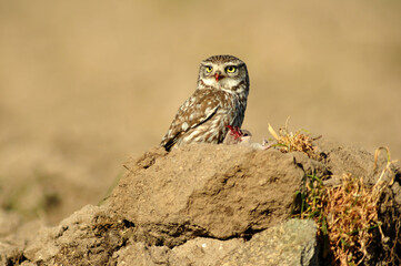 mochuelo en el campo capturando presas