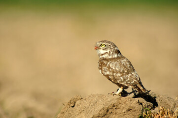mochuelo en el campo capturando presas
