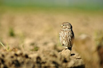 mochuelo en el campo capturando presas