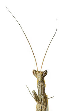 Praying Mantis Brown Head and Antennae Isolated on White