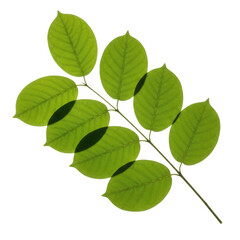 Naklejka premium Green leaves on a branch isolated on transparent background