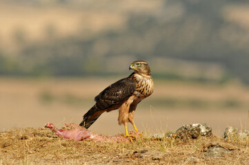 joven azor en el campo