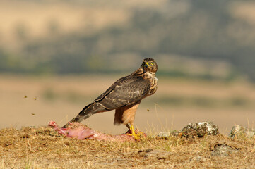 joven azor en el campo