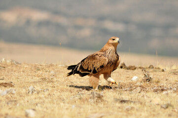 joven aguila imperial