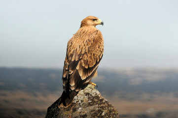 joven aguila imperial