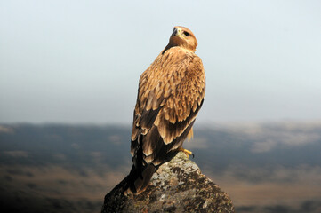 joven aguila imperial