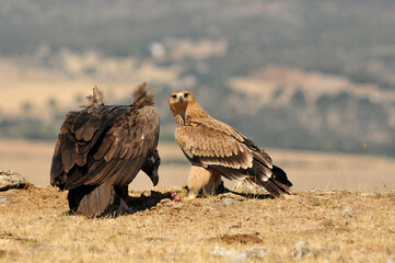 joven aguila imperial