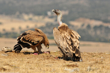 joven aguila imperial