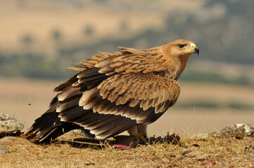 joven aguila imperial