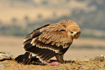 joven aguila imperial