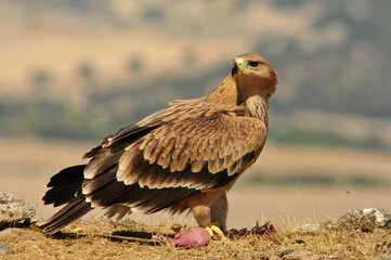 joven aguila imperial