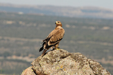 joven aguila imperial