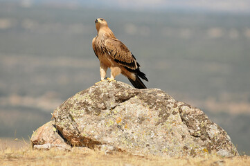 joven aguila imperial