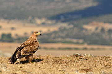 joven aguila imperial