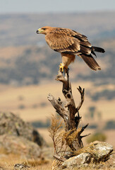joven aguila imperial