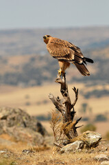 joven aguila imperial
