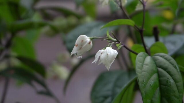 Delicate White Bleeding Heart Vine Flowers Against Green Foliage