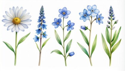 Obraz premium Botanical watercolor set of blue spring wildflowers and daisy on white background.