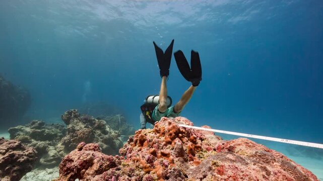 A Marine scientist conducts research on a tropical reef while SCUBA Diving