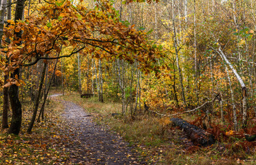 A walk in the autumn forest. Traveling along forest trails.