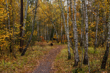 Obraz premium A walk in the autumn forest. Traveling along forest trails.