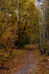 Obraz premium A walk in the autumn forest. Traveling along forest trails.