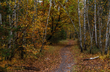 A walk in the autumn forest. Traveling along forest trails.