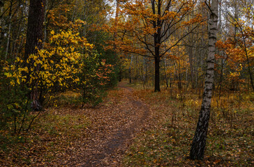 A walk in the autumn forest. Traveling along forest trails.