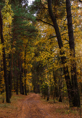 A walk in the autumn forest. Traveling along forest trails.