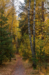 A walk in the autumn forest. Traveling along forest trails.